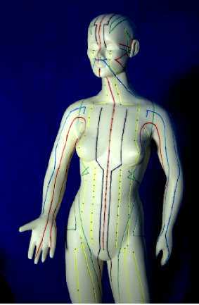 Bild: Akupunktur-Modell